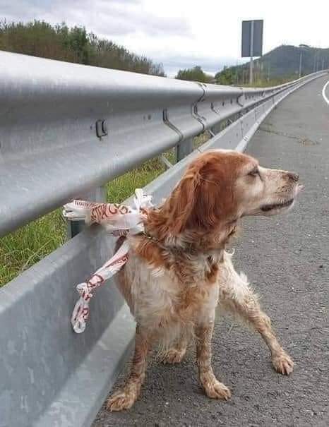 Je me demande :
 Où ils trouvent le courage, dans quel coin de la conscience se trouve la force de siffler leur chien et de lui  dire ′′ allez, sautes, je  t'emmène faire un tour en voiture, » qu'il monte, le voir bouger sa queue de bonheur, partir et partir en sachant que cette