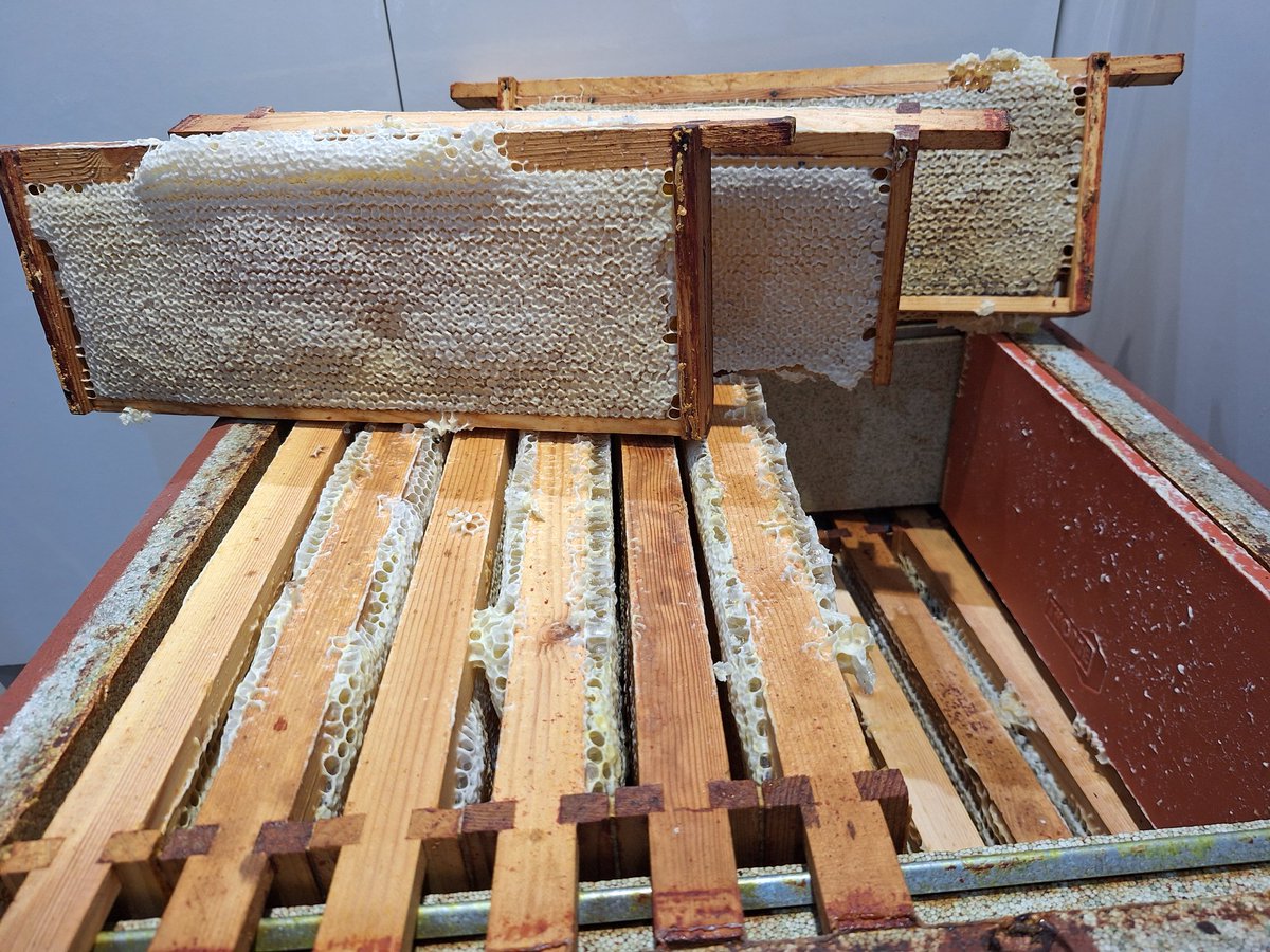 Something that I seriously didn't think that I would see this year a few short weeks ago. It's not quite as good as this on all sites but they have all produced something