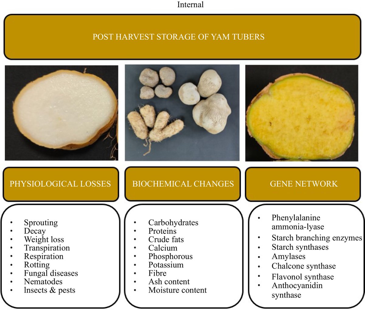 HortiPlant's tweet photo. Yam storage & dormancy: Key factors, losses, & strategies for optimizing tuber longevity.
@MaximumAcademic @NewPhyt @sci_plant @PlantPhys @ThePlantCell #TiH #YamStorage #PostHarvestLosses
Details: https://t.co/D6tfsgYxA6 https://t.co/hhk90DLlq0