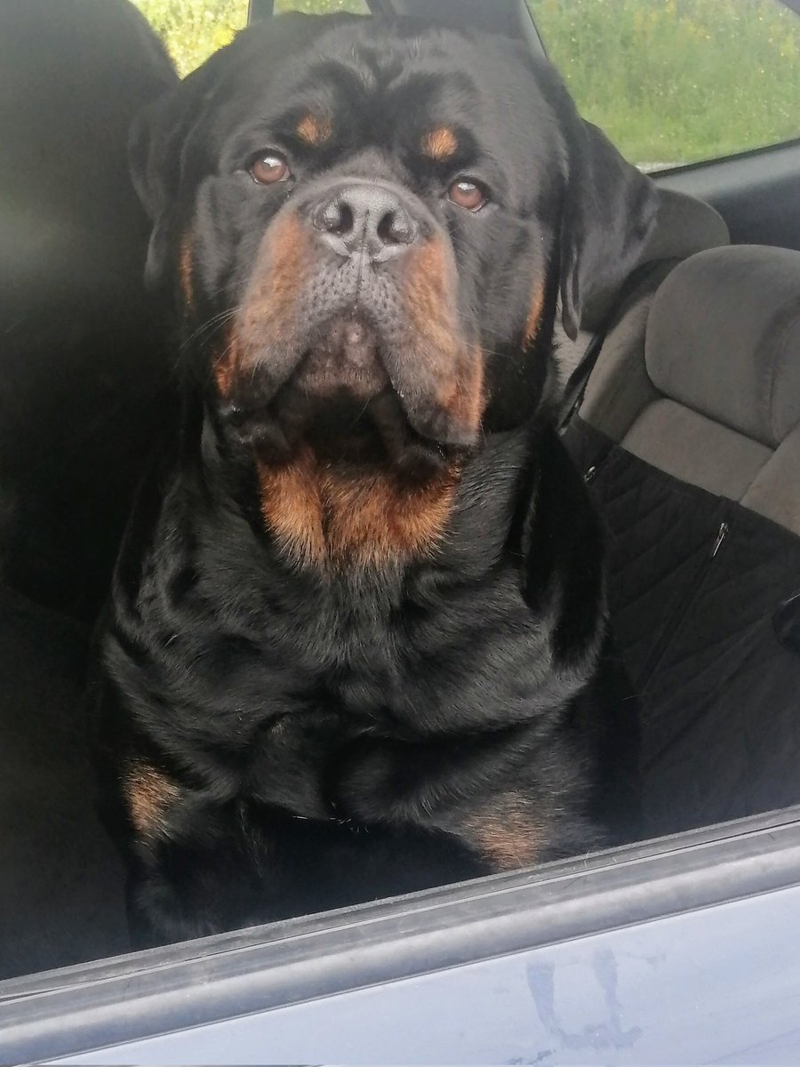 JamesLe28908935's tweet photo. What do you mean there's no time for Comedy? Who could resist that face? Go ahead George 🎤Why did the cat 🐱cross the road? Because the chicken had a laser pointer 🐔🤣🎤Little babies are delivered by the Stork Big babies need a Crane 🤣#George #Comedyweiler #Rottweiler#Puppy https://t.co/zCA4qbS2QM