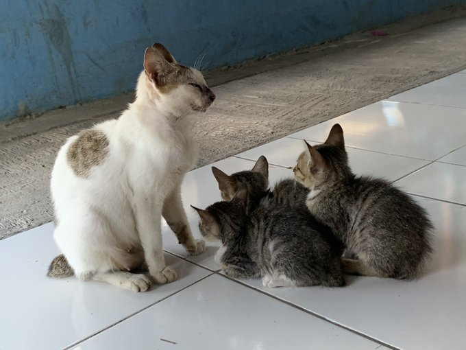 petsfess's tweet photo. pets! ini stray cat di kosan ku, biasanya cuma induknya aja yg dateng minta makan, kemarin aku suruh dia bawa anak anaknya biar ikutan makan bareng, hari ini beneran dibawa sama dia hihi https://t.co/wwPqdOFKjX