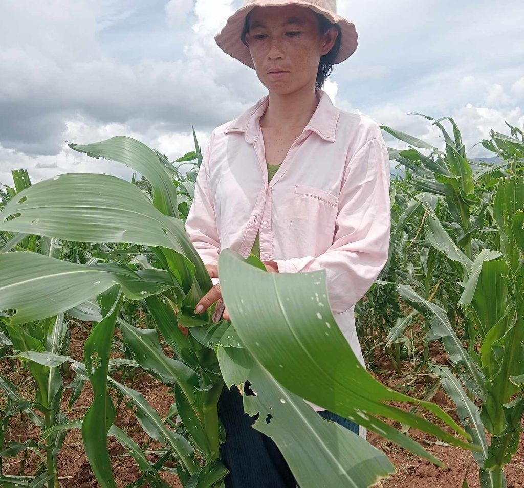 Agronomy Chief Sophanara Phan, Senior Researcher Panhaleak Chay and Dr. Van Touch shed light on the promising results of their direct engagement with farmers for crop surveillance and documentation of farming operations and techniques. buff.ly/4fNOZNe
