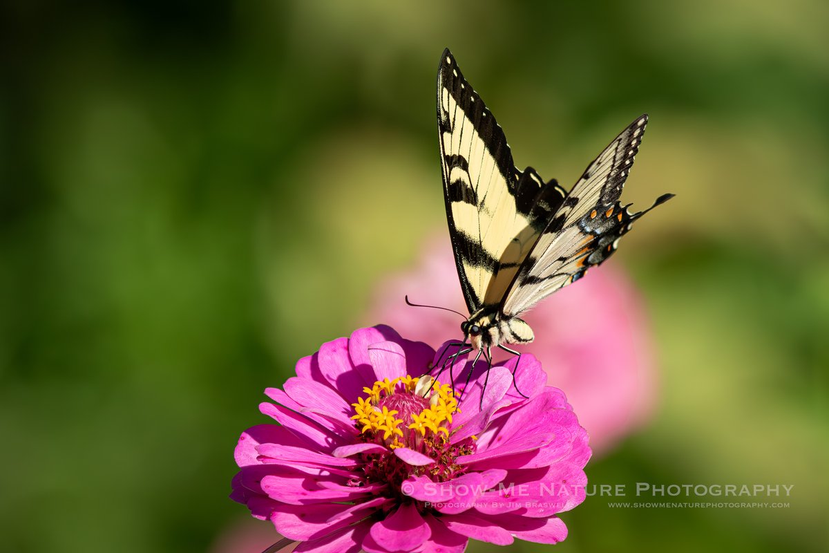 For Evening: "A Tiger Loose in the Garden" tinyurl.com/2w66btn4 #Missouri #nature_photography #butterfly