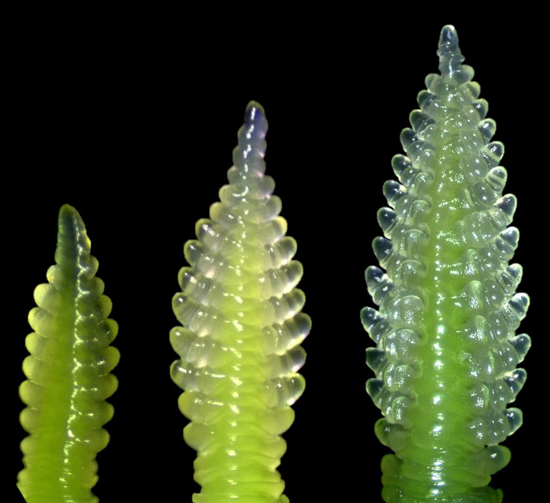 Isa (@ifacisabel) on Twitter photo Today we are excited to share our <a href="/protocolsIO/">protocols.io</a> on how to dissect (and collect) spike meristems. We hope it can be useful!
dx.doi.org/10.17504/proto…
As we release the protocols we countdown for #IWC2024Perth
🌾 5 weeks left! Today we are excited to share our <a href="/protocolsIO/">protocols.io</a> on how to dissect (and collect) spike meristems. We hope it can be useful!
dx.doi.org/10.17504/proto…
As we release the protocols we countdown for #IWC2024Perth
🌾 5 weeks left!