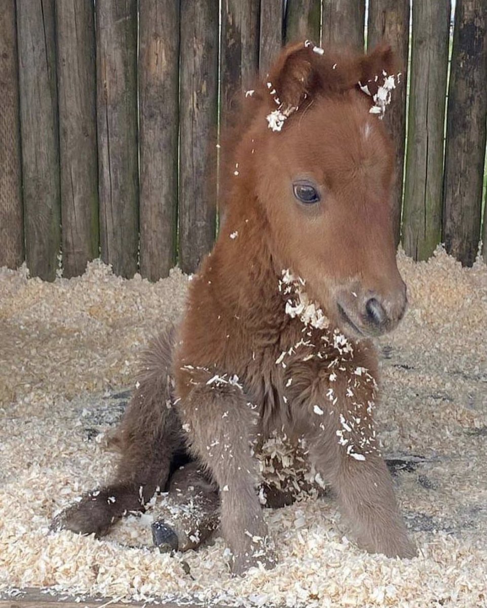 Horse Rescue \u0026 Rehabilitation | Happy Hooves Sanctuary, image size:961x1200