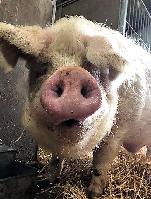 RathboneKim's tweet photo. Pigoneer Pig Of The Day Wavy Davey!  
Wavy Davey is one of the boars @BTWsanctuary
He was just a piglet when he was seized by officials after they raided the illegal slaughterhouse that he was born in. Look at him now such a happy boy. Join the Pigoneers⬇️ https://t.co/HWLqwFL3Ua https://t.co/GD23NoLTpU