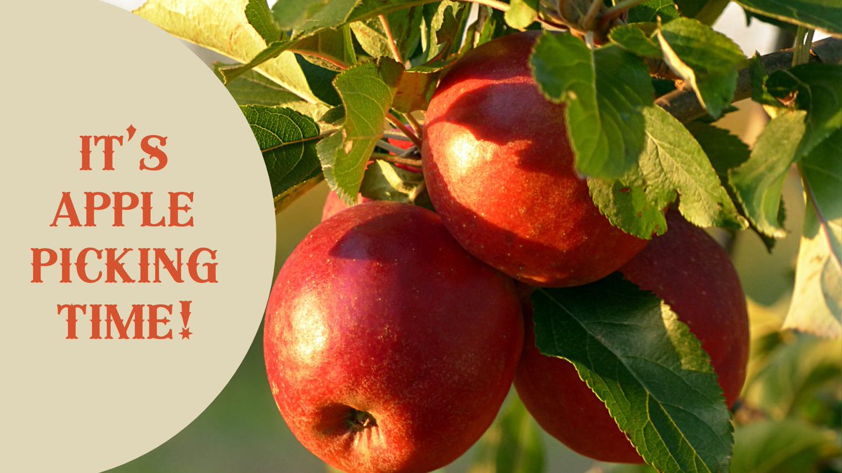Your Guide to Apple Picking, 816 Day, and Our BIGGEST Giveaway of the Summer bit.ly/4dAXLN2