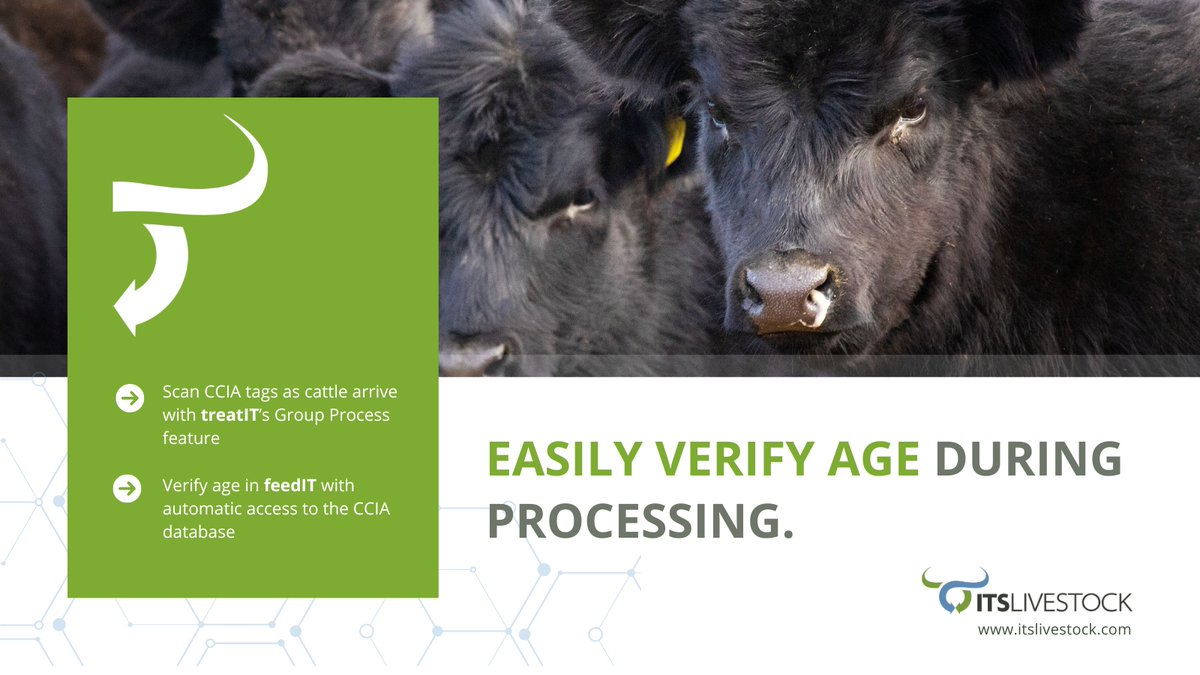ITSLivestock's tweet image. 🚨 Prevent overage shipments during fall run:

✅ Scan CCIA tags as cattle arrive with #treatIT’s Group Process feature
✅ Instantly access the CCIA database for age verification with #feedIT

See how it works 👉 bit.ly/ITS_Demo

#ITSLivestock #FeedlotSoftware