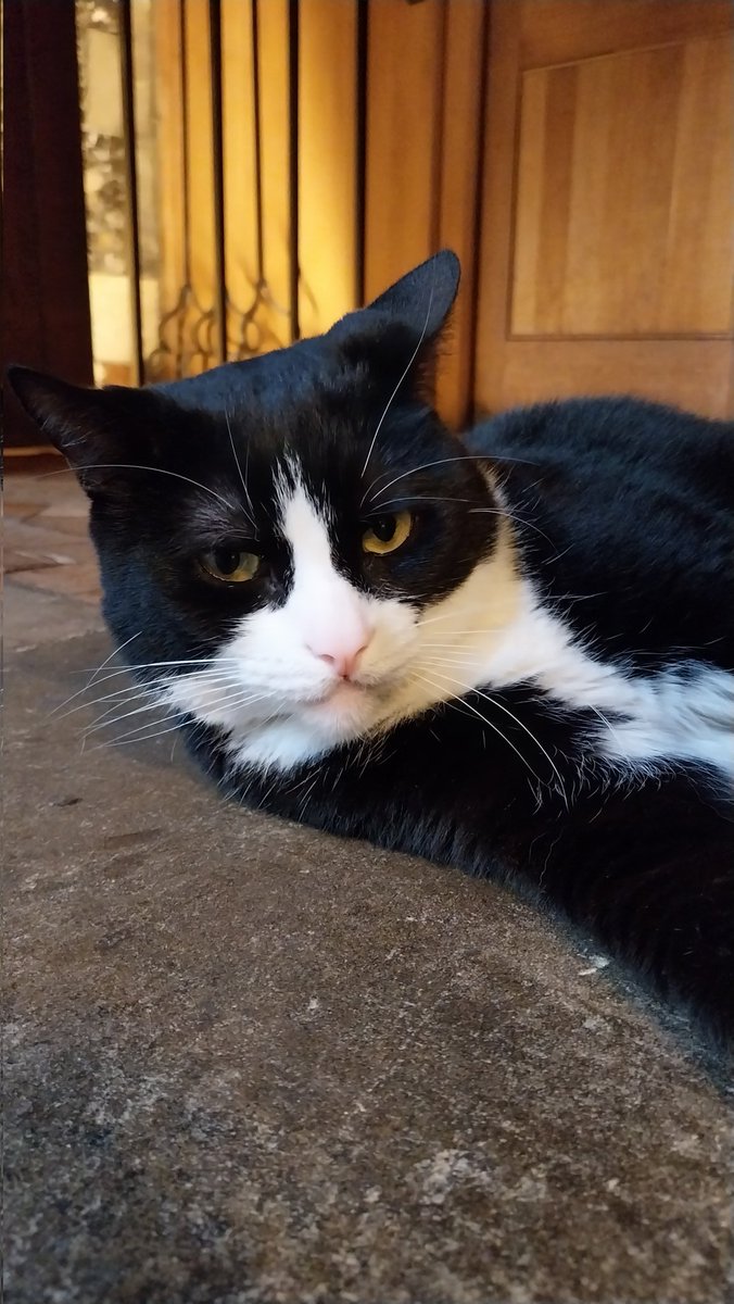 Finally spotted after many visits. Hodge. A fine and friendly feline fellow. @hodgethecat @southwarkcathedral
#hodgethecat #southwarkcathedral