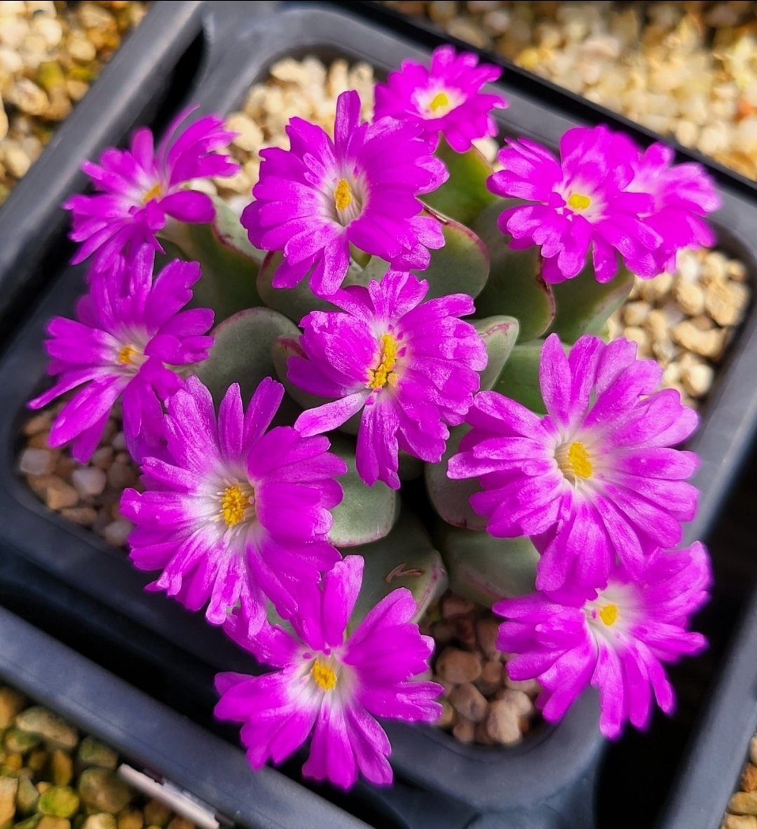 ljkyun0728's tweet image. #다육이