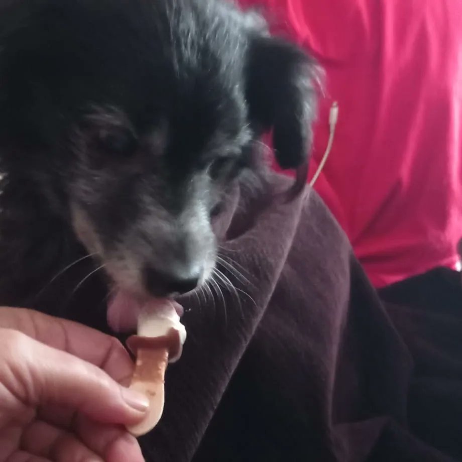 PtaZet4's tweet photo. grasias por estos 18 años 🐶🖤 https://t.co/Q0Feyvm8Lg