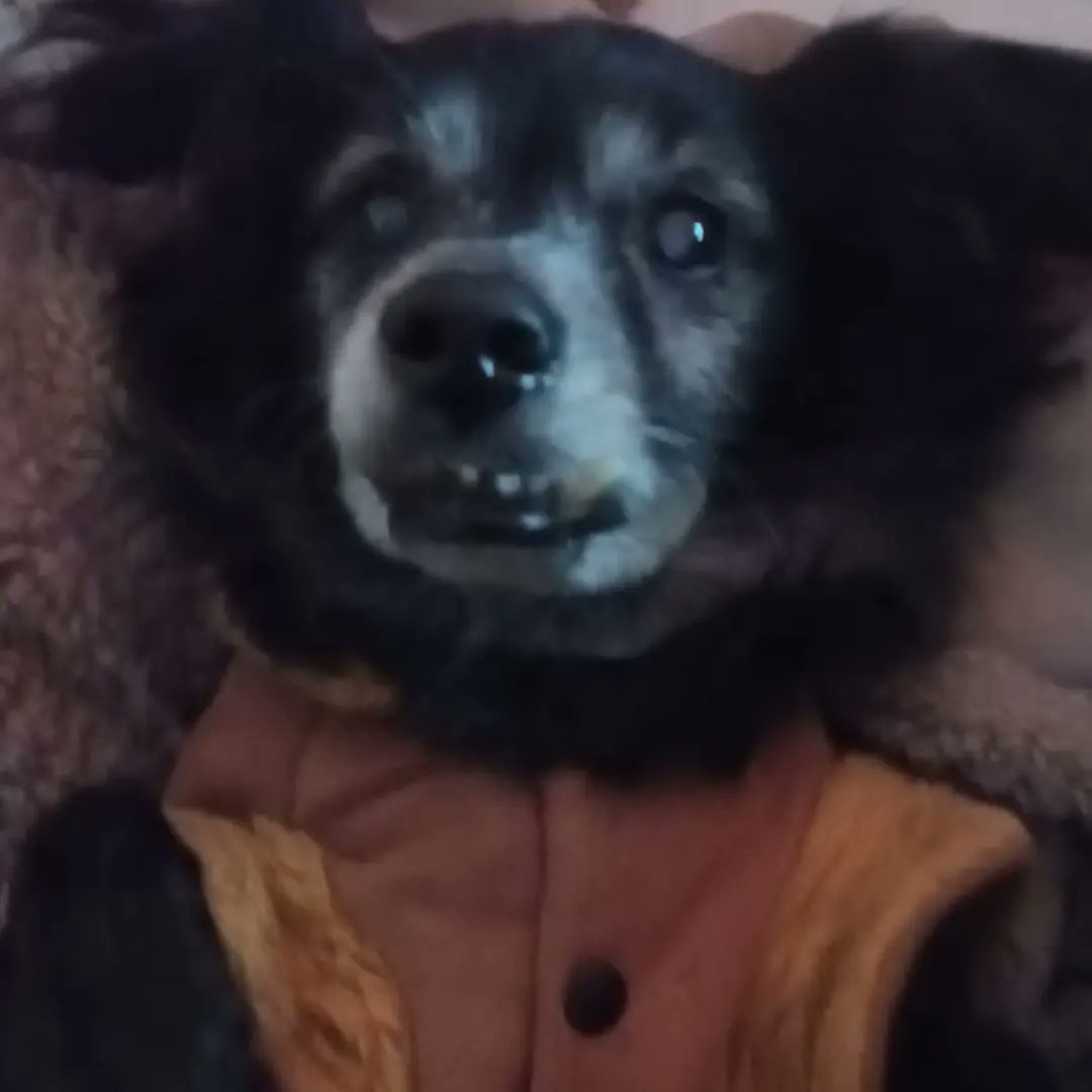 PtaZet4's tweet photo. grasias por estos 18 años 🐶🖤 https://t.co/Q0Feyvm8Lg