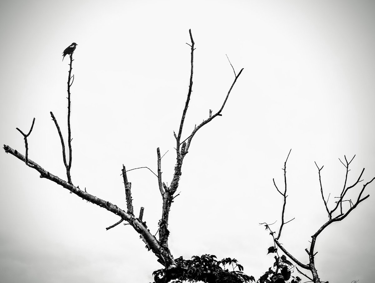 The thing about birds is that they don't chirp when a predator is near. Walk through the forest. Listen to your breath, your feet on the path. Stop walking. Be still. It is only when you are silent that the forest will come back to life. #WritingCommunity #BirdsOfTwitter