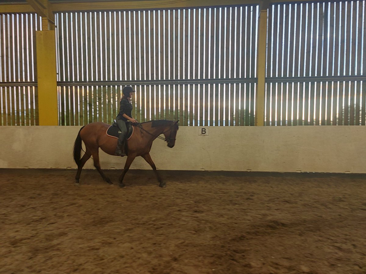 stefanpaudler's tweet photo. When I'm supposed to take part in
#nwaleshour, but my other half has asked me to help her school get horse... https://t.co/MAufNlVMZv
