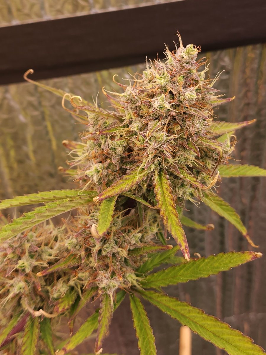 kclightup's tweet photo. Won't be long and the @Speedrunseeds Slamberry will get the 🪓 #CannabisCommunity #growyourown #organic #notill #livingsoil #earthbox https://t.co/81xNiSJmHb