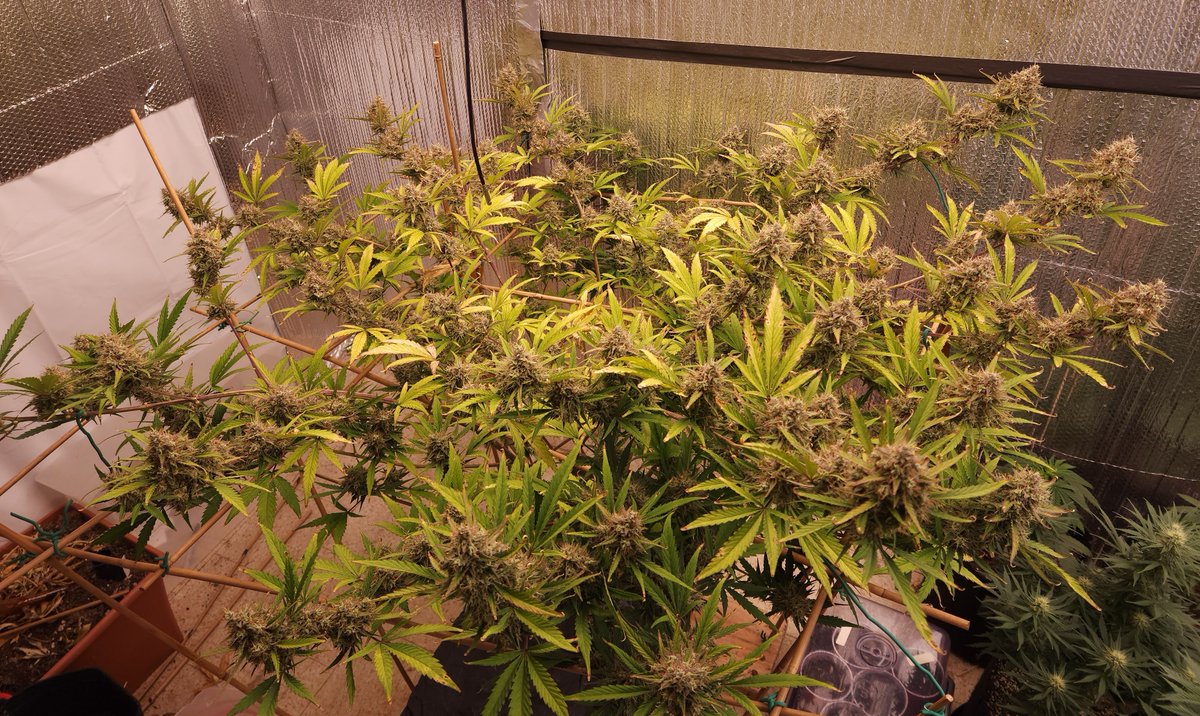 kclightup's tweet photo. Won't be long and the @Speedrunseeds Slamberry will get the 🪓 #CannabisCommunity #growyourown #organic #notill #livingsoil #earthbox https://t.co/81xNiSJmHb