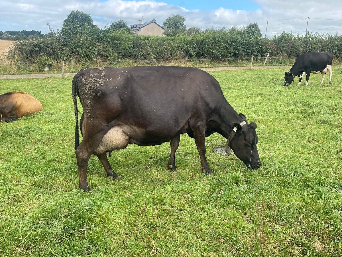 LIC Ireland tweet media