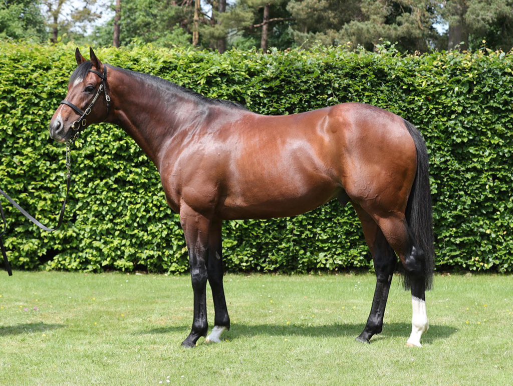 Free Eagle (<a href="/AnngroveStud/">Anngrove Stud</a> - pictured) sires new Stakes winner as LIPS FREEDOM (Ger) wins the LR Premio Merano🇮🇹 

A timely update as the 4yo colt will be selling as Lot 40 at the <a href="/BBAG_Sales/">BBAG</a> Online August Sale TOMORROW❗️ 

Don’t miss out ➡️ bbag.auction/bbag-sales/3fo…
#ReadAllAboutIt