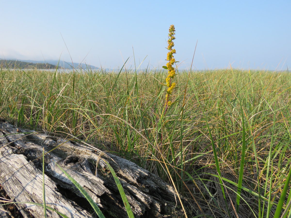 NeysProvPark's tweet photo. Now that the Olympics have wrapped up, Neys is adding one more gold 🏅 to Canada’s medal count: goldenrod!

Everyone who gets to see this stunning August bloomer is a winner in our books! 

Come check out the many colourful flowers 🌸 here at Neys while they’re still in bloom! https://t.co/nmDGqheuYL