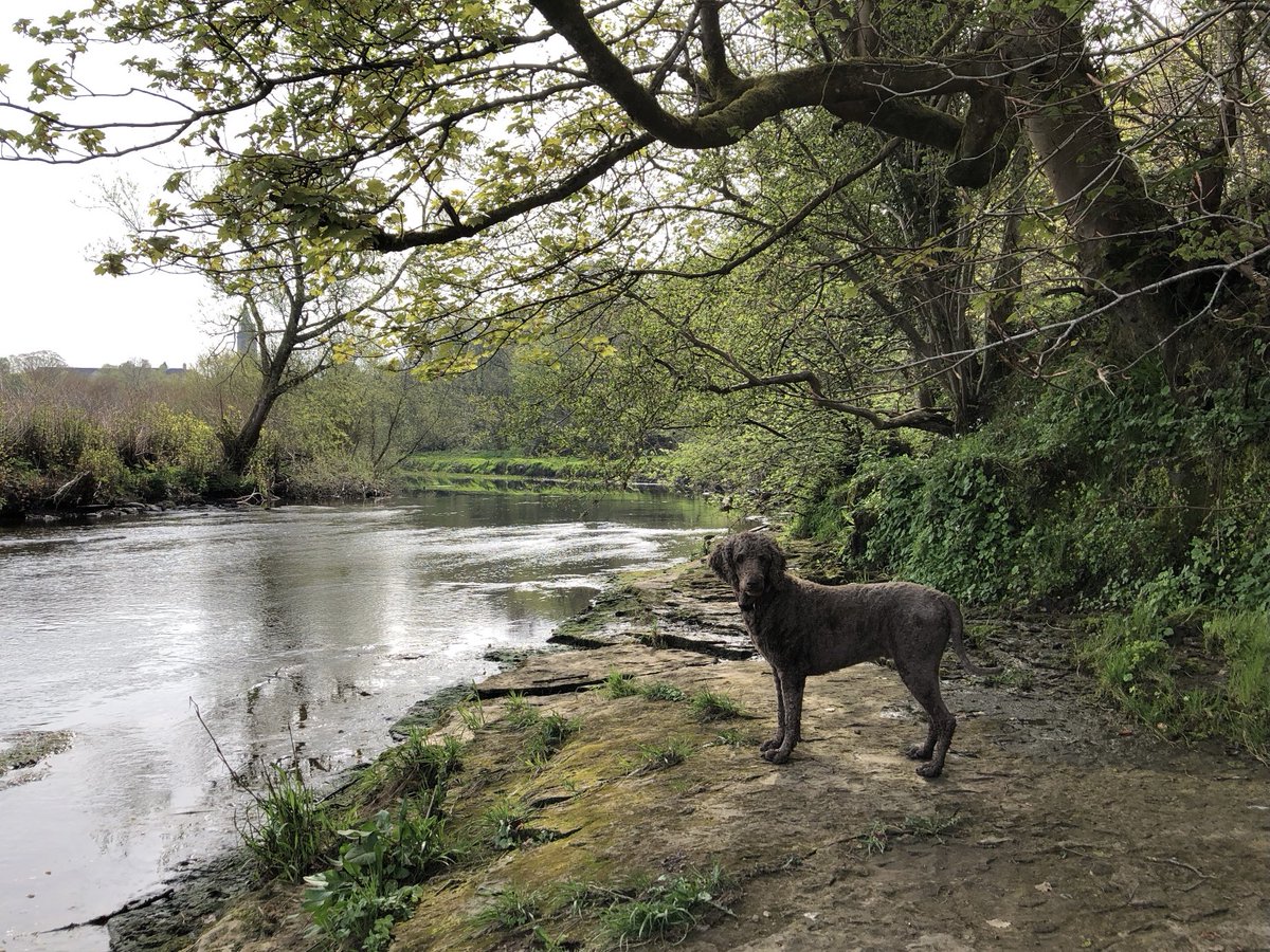 johnconndick's tweet image. #Marley #April2020 #CartRiversideWalk #Paisley