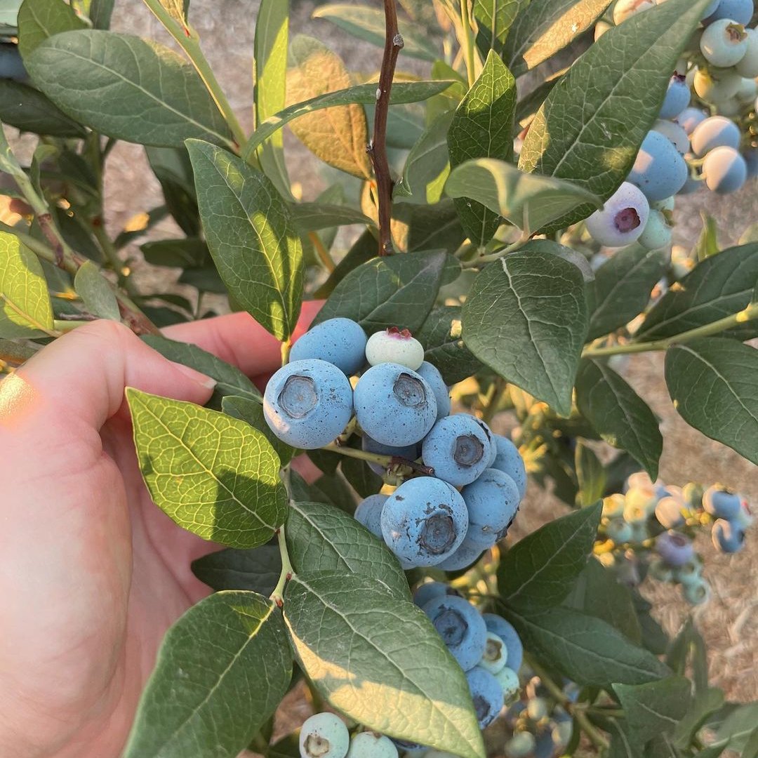 The Fraser Valley (@thefraservalley) on Twitter photo There are so many great farm experiences around the Valley in the summer, such as picking your own fresh blueberries at <a href="/KlaassenFarms/">Klaassen Farms</a>!
#TheFraserValley #ExploreBC #AwakenYourSenses There are so many great farm experiences around the Valley in the summer, such as picking your own fresh blueberries at <a href="/KlaassenFarms/">Klaassen Farms</a>!
#TheFraserValley #ExploreBC #AwakenYourSenses
