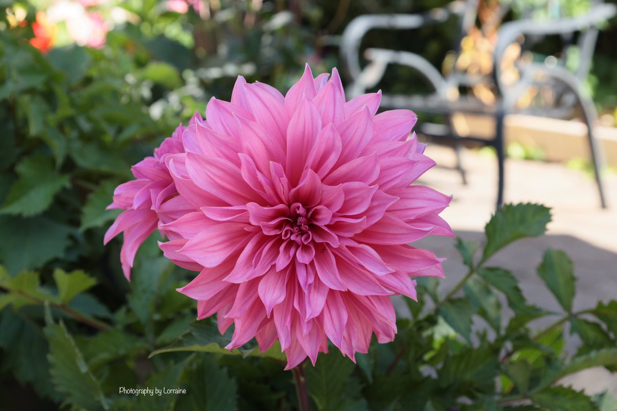 Café au Lait Rosé 💓
 #DailyDahlia #DailyBotanicalBeauty #Dailylove #mygarden