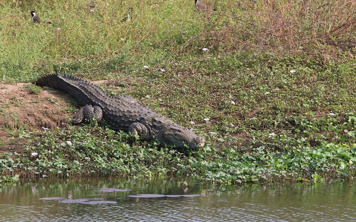 SoniaCAdhana's tweet photo. Pollution &amp; conflict wd human lead to increased level of stress hormone among MUGGER #crocodile

human/n-human releases STRESS HORMONES  #glucocorticoids in  challenging condition

May b harmful 4 organism in long-term as it can lead to reproductive failure &amp; poor immune function https://t.co/LZhKYGwHbl
