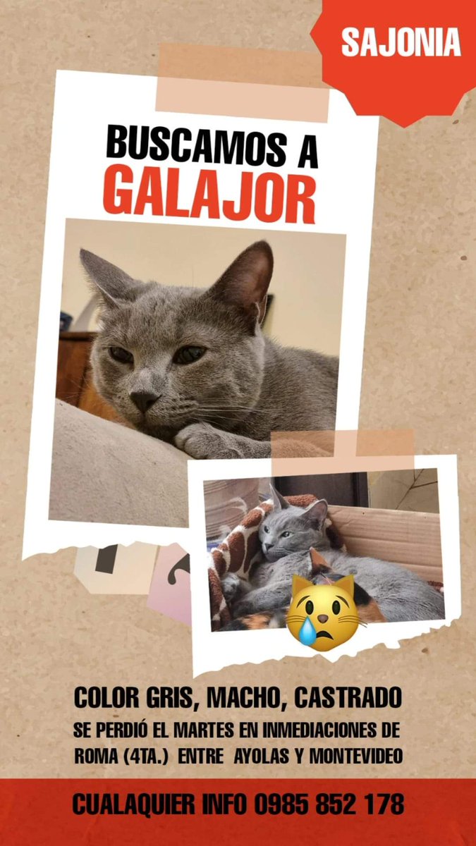 koalandeMichi's tweet photo. Buscamos a Galajor RT 👇🏻 https://t.co/rwWONEJivA