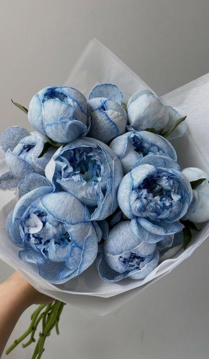 Şakayıkların güzelliği şaka mı