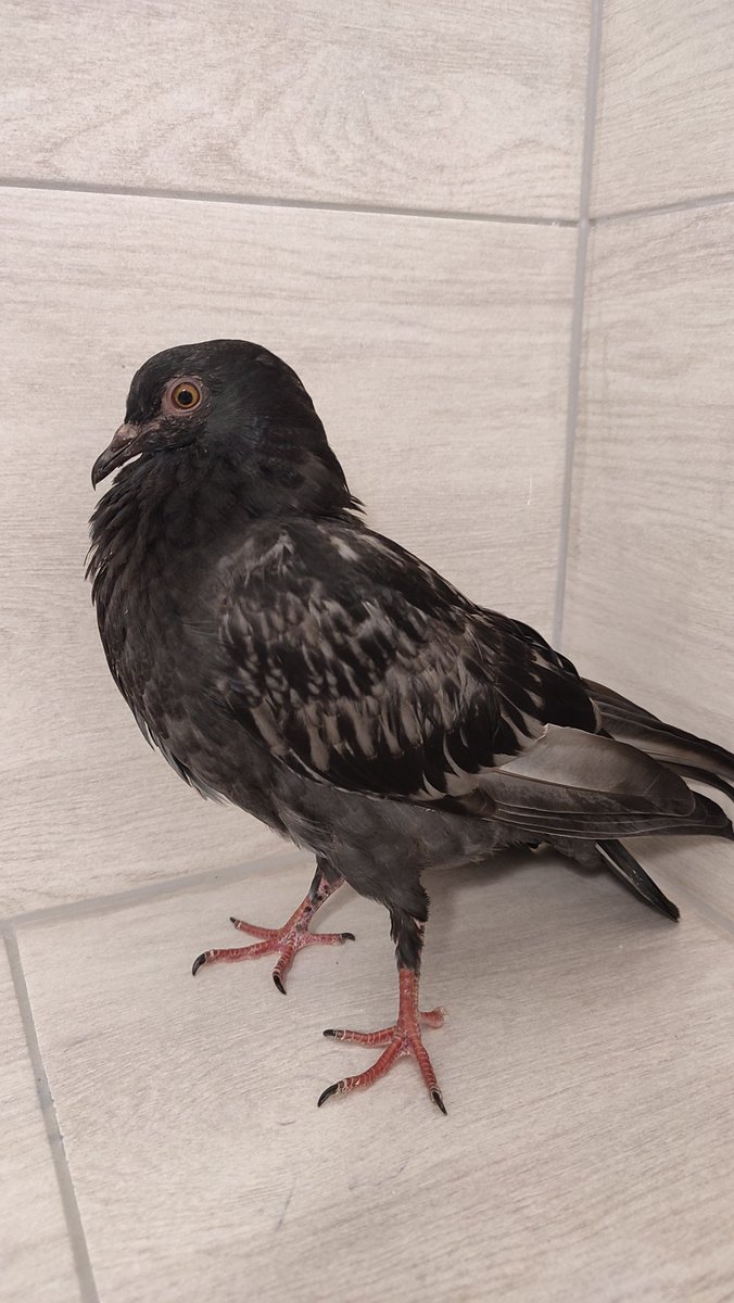 easternblocgrl's tweet image. 5 sierpnia vs dziś 🩹💊

#gołąb