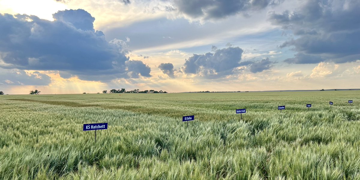 KSU Wheat Pathology (@ksuwheatdisease) on Twitter photo The Kansas Wheat Variety Guide for 2024 is live! This is your ‘plot tour in print’ with updated disease, insect, and agronomic ratings based on multi-year data for more than 85 wheat varieties.
Link: tinyurl.com/mpbrr43u
<a href="/KSUWheat/">Romulo Lollato</a>
<a href="/KansasWheat/">KansasWheat</a> The Kansas Wheat Variety Guide for 2024 is live! This is your ‘plot tour in print’ with updated disease, insect, and agronomic ratings based on multi-year data for more than 85 wheat varieties.
Link: tinyurl.com/mpbrr43u
<a href="/KSUWheat/">Romulo Lollato</a>
<a href="/KansasWheat/">KansasWheat</a>