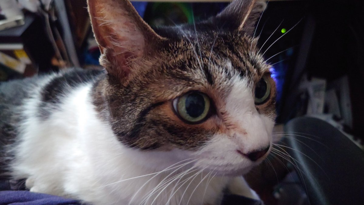 Fla_ky's tweet photo. ねこ　#ねこ https://t.co/7tADzJWjAV