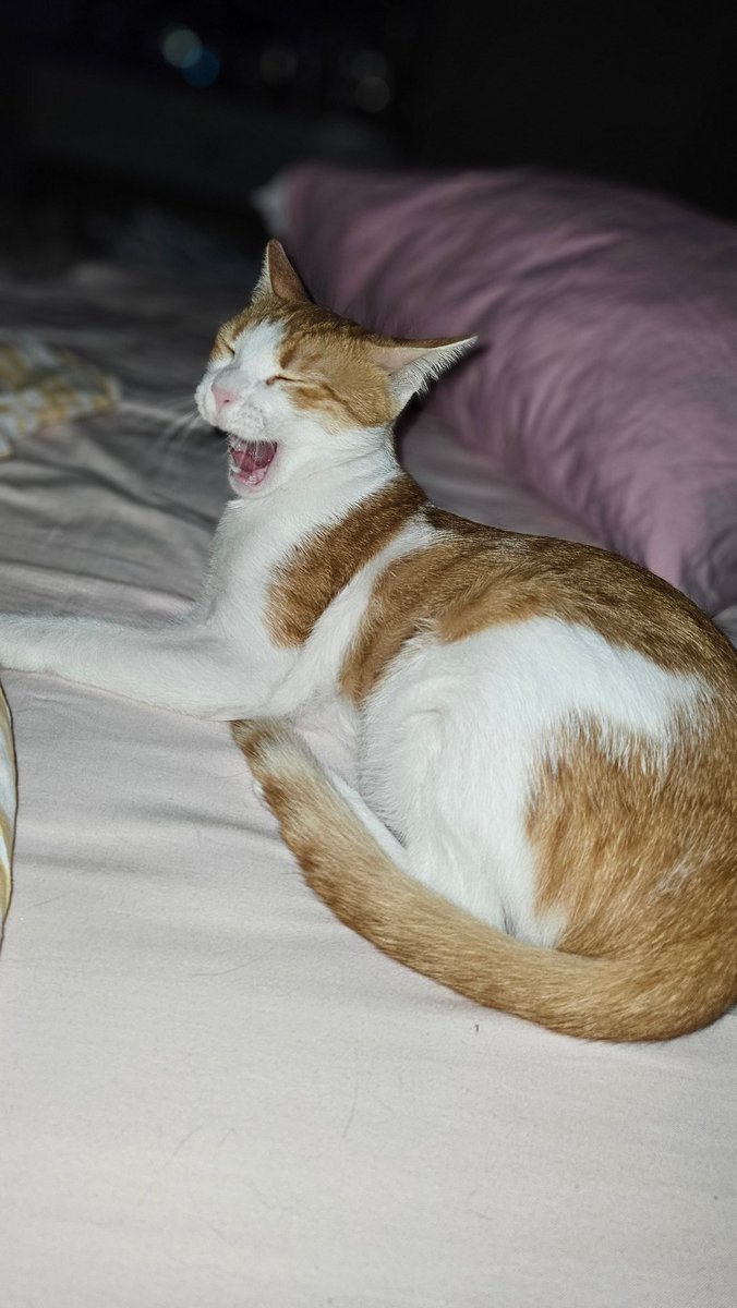 Var mı daha iddialı anlık modunu ekleyebilen 🐈