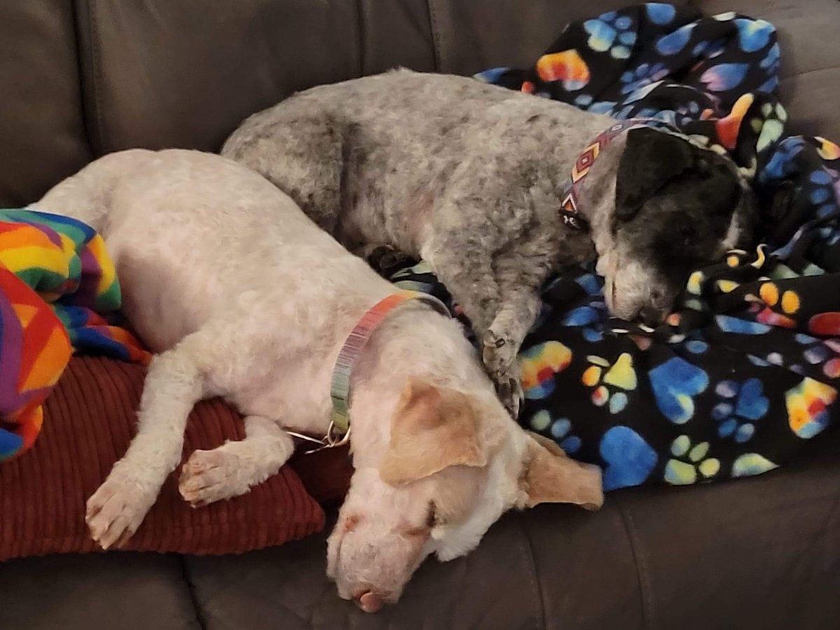 HollyFeather2's tweet photo. @OhNoSheTwitnt Rescues. We got a two for one deal (shots, spay/neuter, etc) as they were a bonded pair. 10+ years of doggie bliss. https://t.co/LS91kiMWFg