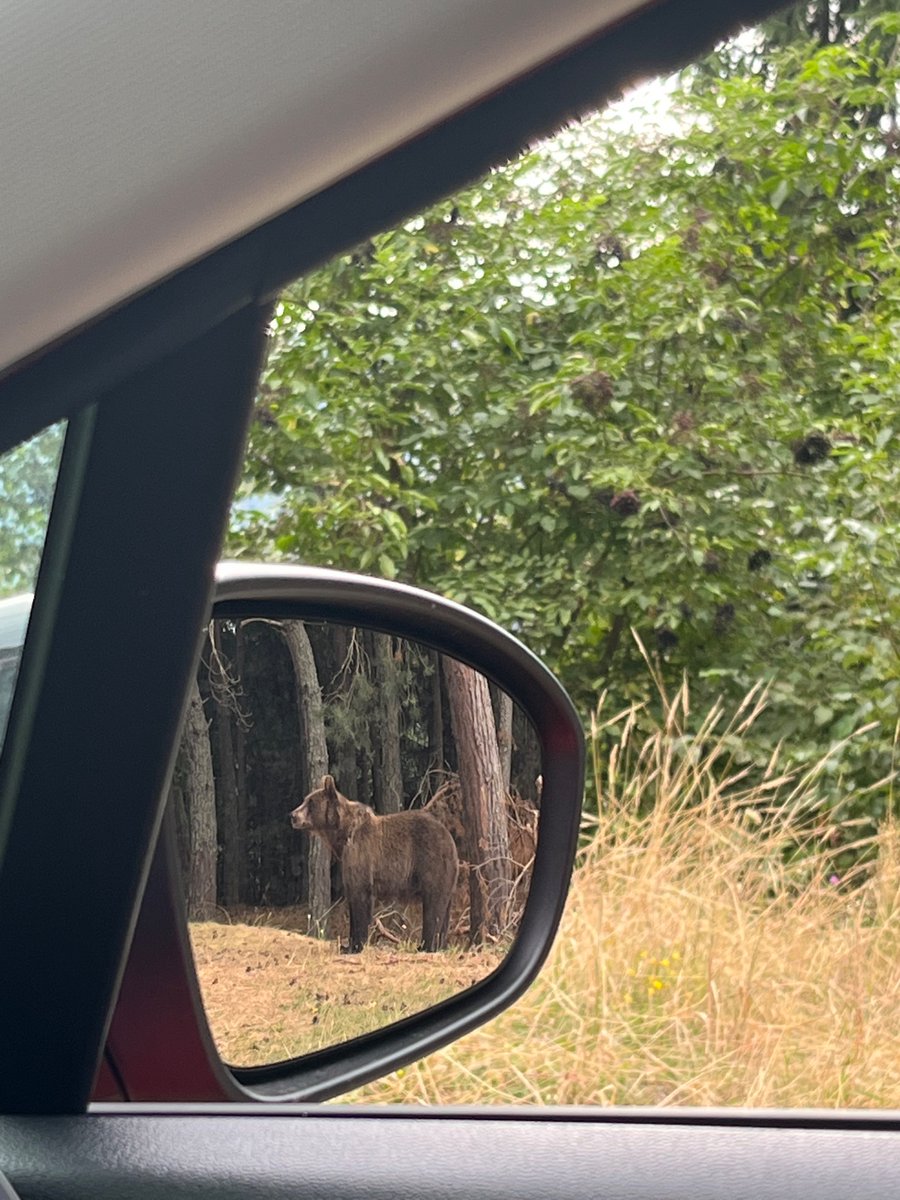CuriosusHomo's tweet photo. La ilusión que me ha hecho encontrarme con este bicho cuando menos me lo esperaba 🐻 🧡 https://t.co/uqyBn4FMlr