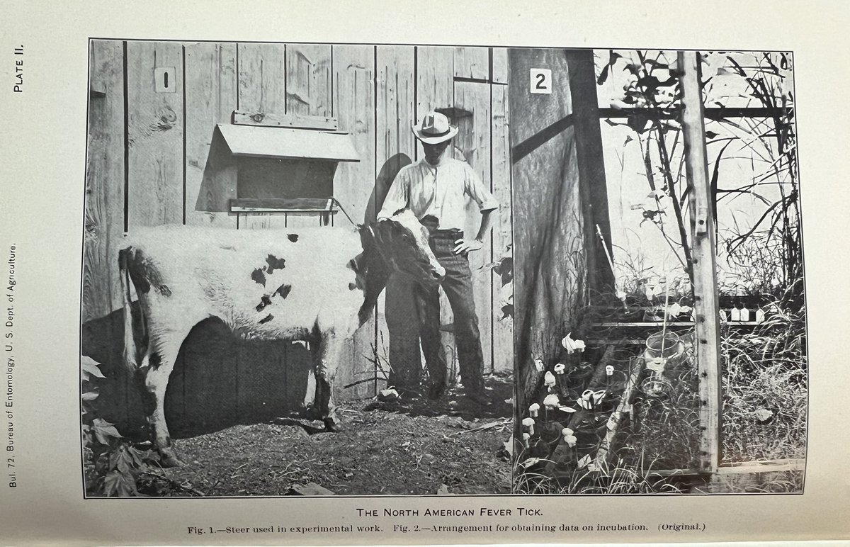 megsquitophd's tweet photo. Love going through our archives - today’s fun finds:

The Genera Dermacentor and Otocentor, R.A. Cooley, 1938

Information Concerning The North American Fever Tick, W.D. Hunter &amp; W.A. Hooker, 1907

#medentoAF #ticktalk #vampiresIRL https://t.co/igSrwtwqqP
