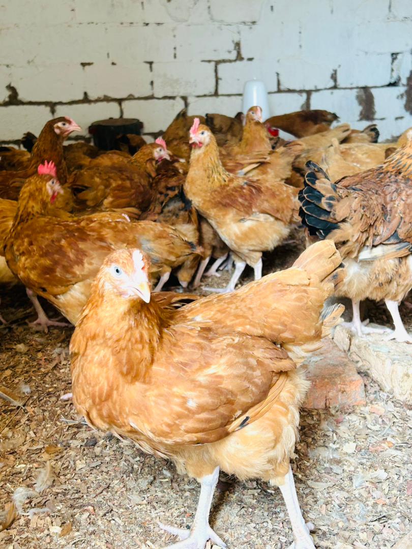 Réfemét (@refemett) on Twitter photo 🚨#Pérennisation 🐓🐓
Deux mois après la clôture du projet <a href="/VlfCongo/">Voix et Leadership des Femmes RDC</a>, financé par le <a href="/Canada/">Canada</a> via <a href="/CarterCenter/">The Carter Center</a> , les femmes bénéficiaires des AGRs ont mis en vente 196/200 poulets Pour contribuer aux charges ménagères en ce temps de rentrée scolaire grâce à l'appui de <a href="/SofaicOng/">Sofaic Tanganyika</a> 🚨#Pérennisation 🐓🐓
Deux mois après la clôture du projet <a href="/VlfCongo/">Voix et Leadership des Femmes RDC</a>, financé par le <a href="/Canada/">Canada</a> via <a href="/CarterCenter/">The Carter Center</a> , les femmes bénéficiaires des AGRs ont mis en vente 196/200 poulets Pour contribuer aux charges ménagères en ce temps de rentrée scolaire grâce à l'appui de <a href="/SofaicOng/">Sofaic Tanganyika</a>