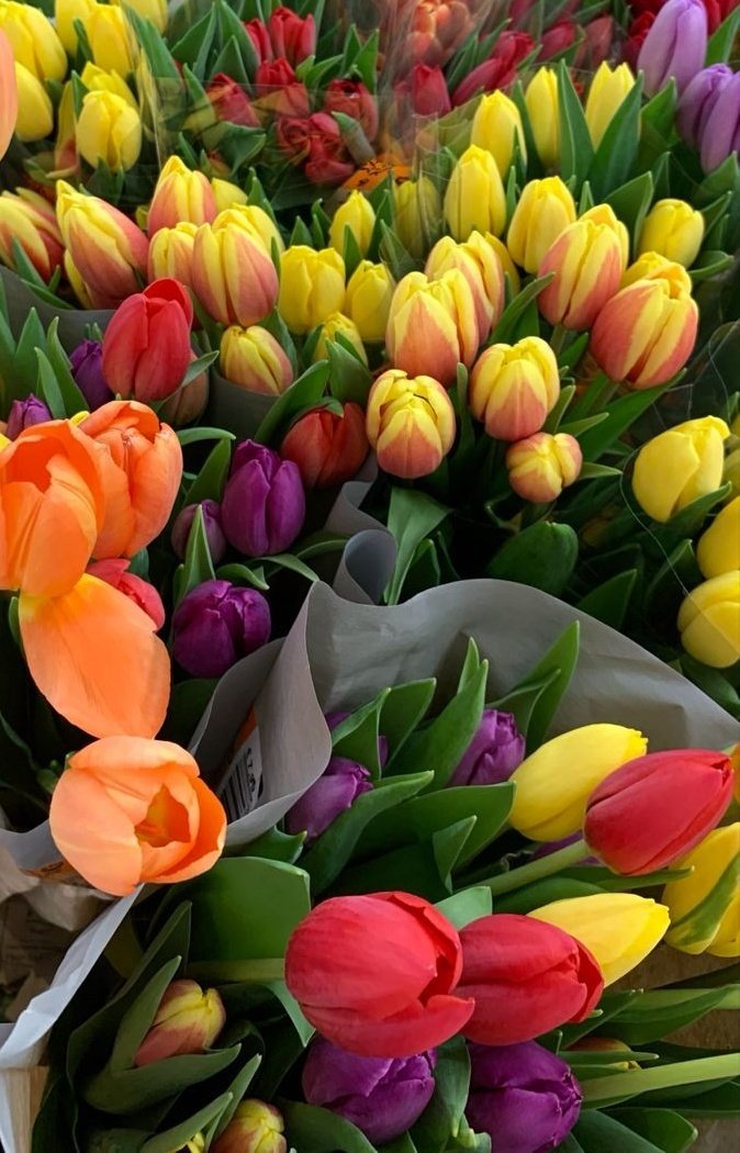 tulips