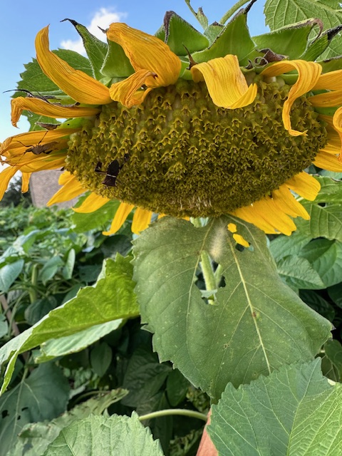 heirloomroots's tweet image. Good luck in the competition! 🌻 They look very pretty and so big. What variety are they? Do you use any special fertilizer, organic or synthetic? 
Here are mine—they're Mongolian giant sunflowers. 🌻 #Sunflowers #GardenCompetition #GrowingTips