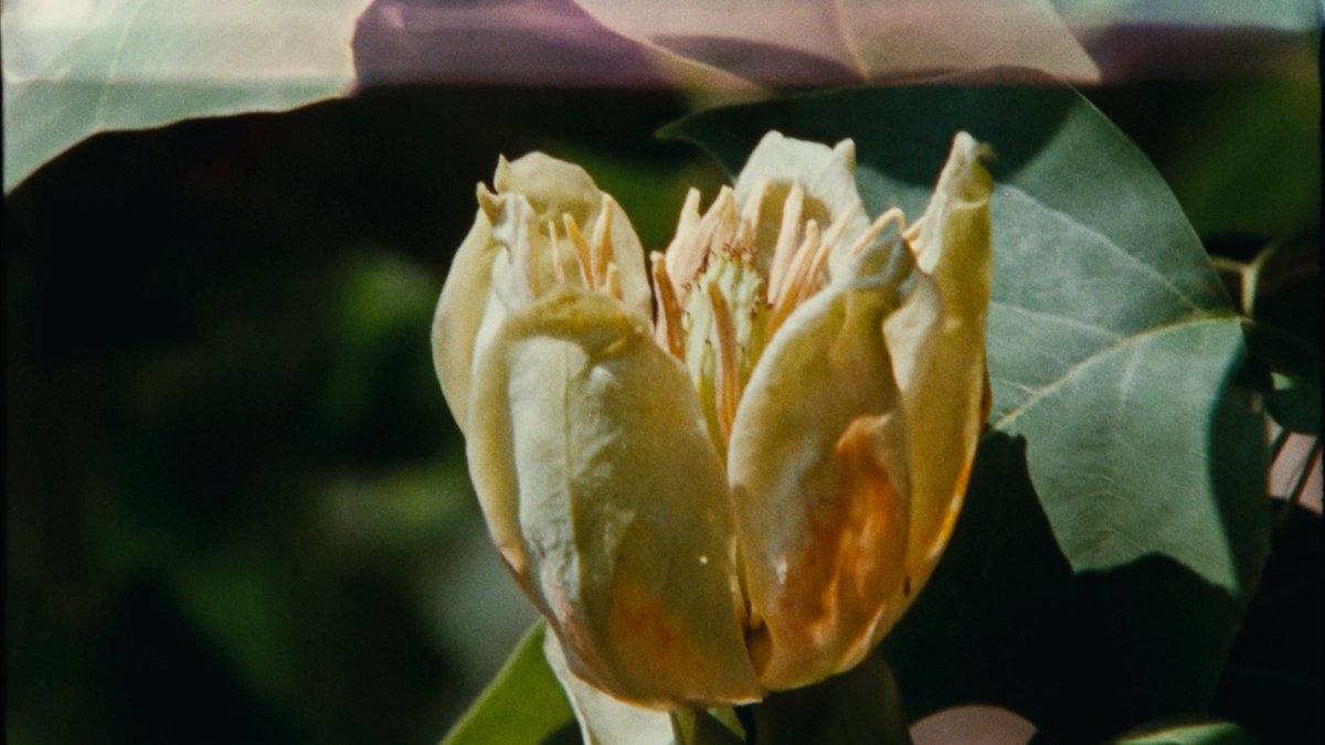 TheNYFF's tweet image. WALKS WITH MARK BROWN (Pierre Creton, Vincent Barré) | U.S. Premiere

Filmmaker and farmer Pierre Creton (A PRINCE, #NYFF61) returns to the Normandy landscape for this singularly tranquil documentary, co-directed with filmmaker-sculptor Vincent Barré.