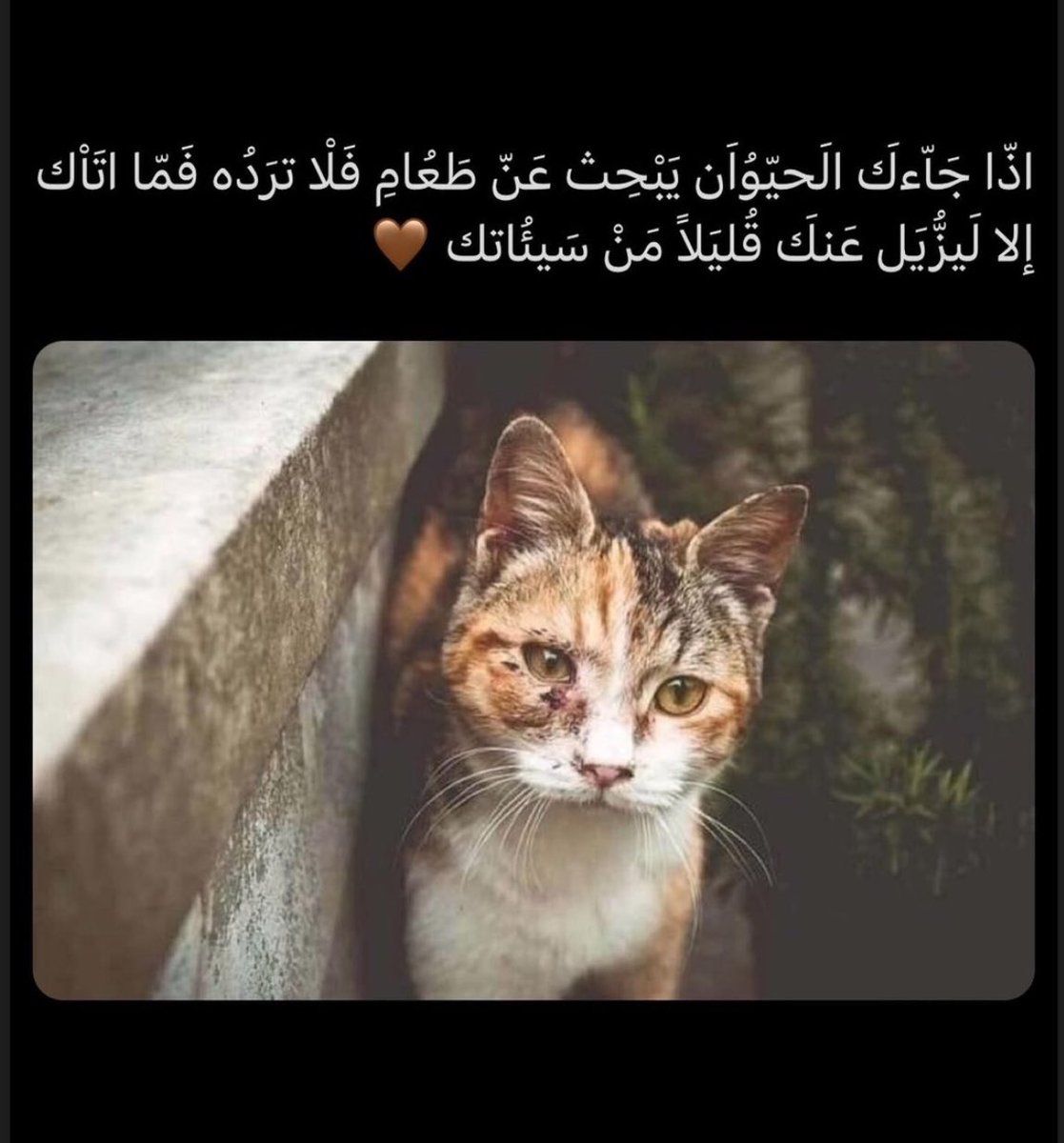 SAEA_E's tweet photo. https://t.co/nLdm1P07qf