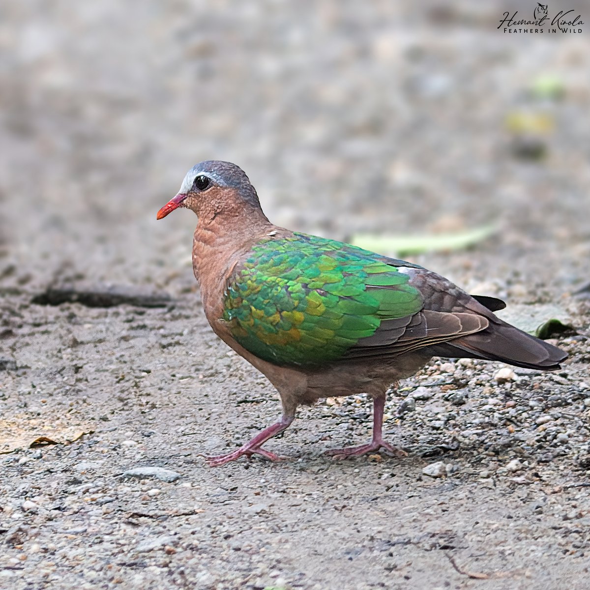kirola_hemant's tweet photo. #LearningWhileSharing
Around 344 species of Doves and Pigeons found in the World. Let's fill the X with Doves & Pigeons species... Let's see how much we get today.
Common Emerald Dove
#IndiAves #NatGeoIndia https://t.co/BV4nLfPBdF