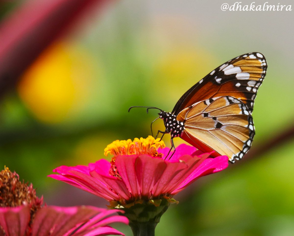 dhakalmira's tweet photo. This remains my personal best #ButterflyPicture #TheJoyOfSmallThings #LittleHappiness #ButterfliesOfPokhara https://t.co/k0wLGTYLjr