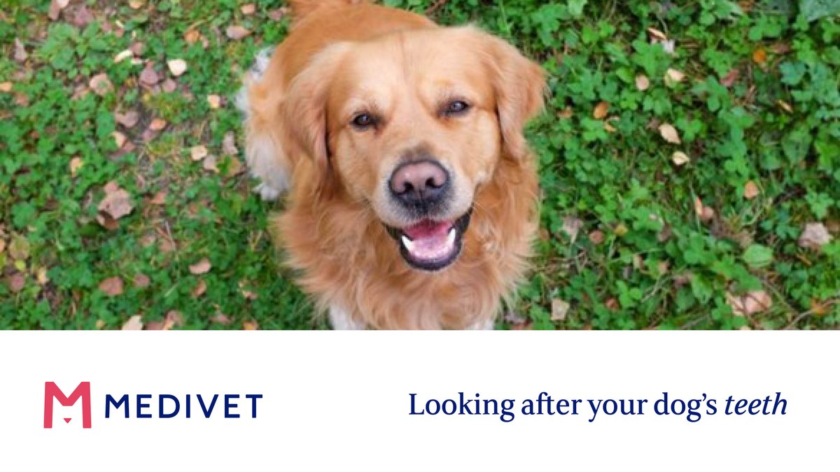 Medivet_UK's tweet photo. Did you brush your dog’s teeth today?
 
You can help prevent dental problems and oral disease in your dog by brushing their teeth daily – with dog friendly toothpaste, providing the right diet, and seeing your vet regularly for check-ups.

Read more here: https://t.co/OOzzoJdTyC https://t.co/VVUwHW5SS7