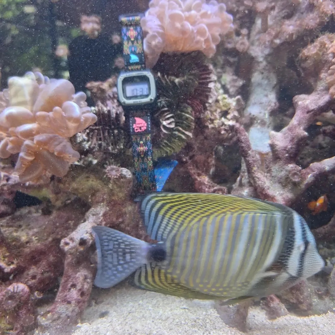 freestyle_watch's tweet photo. #SharkWatch Morocco redefining 'shark tank' with some serious style!ย โ๐ย #freestylewatches #watchpics #watchgram #watchlove #watchdaily #watchshot #watchoftheday #sharktank #fishtank #fishtanklife #fishtankhobby #fishtankfanatics https://t.co/uYEMubK5LJ https://t.co/nzZItWG0ff