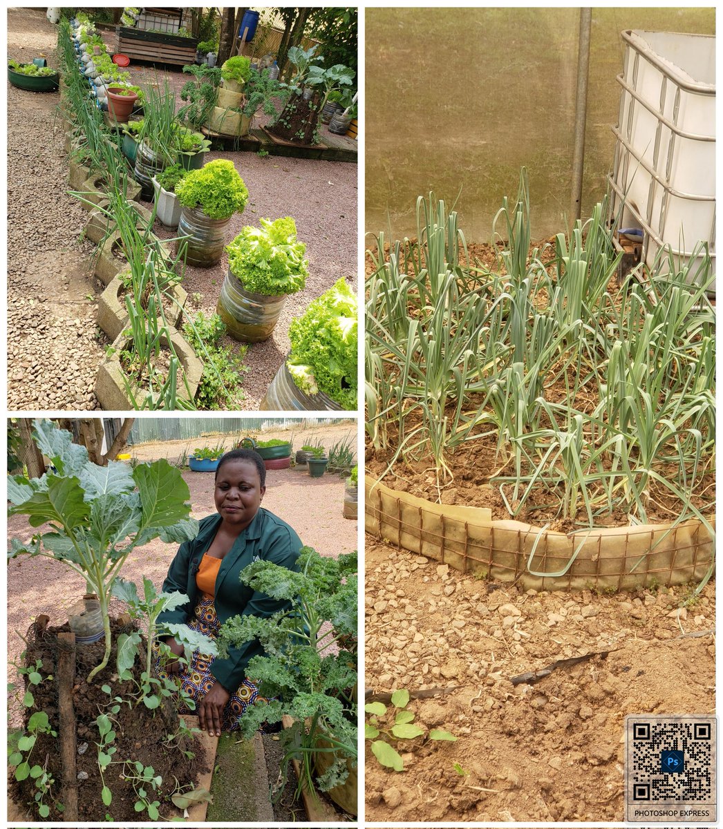 Uwerauganda's tweet photo. Add beauty to your compound by turning it into a vegetable garden. https://t.co/tQZM8hWnpL