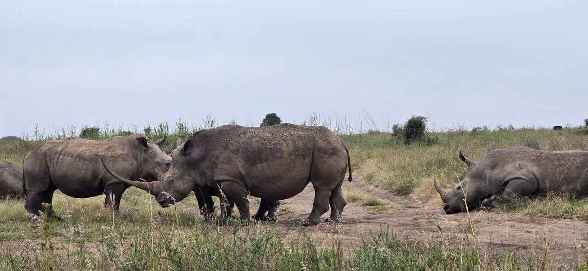 Adept Kenya Safaris tweet media