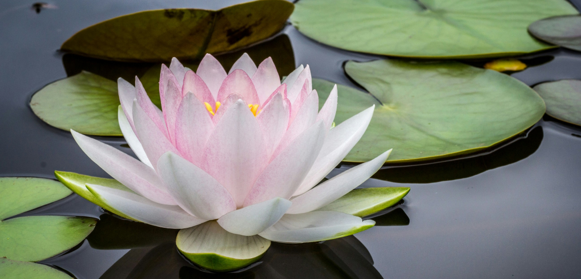 Wellness Carolinas tweet media