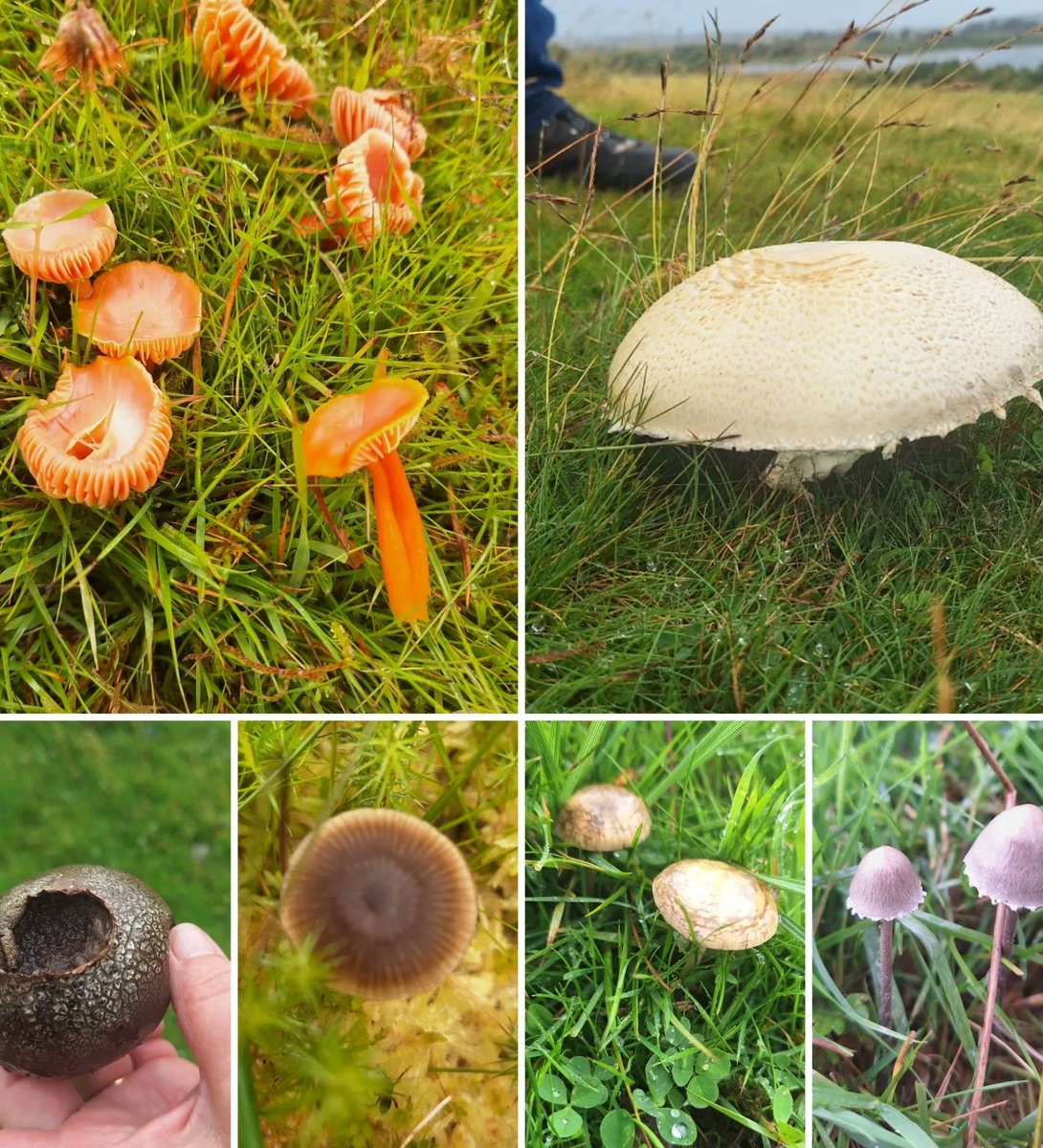 Water of Leith Conservation Trust tweet media