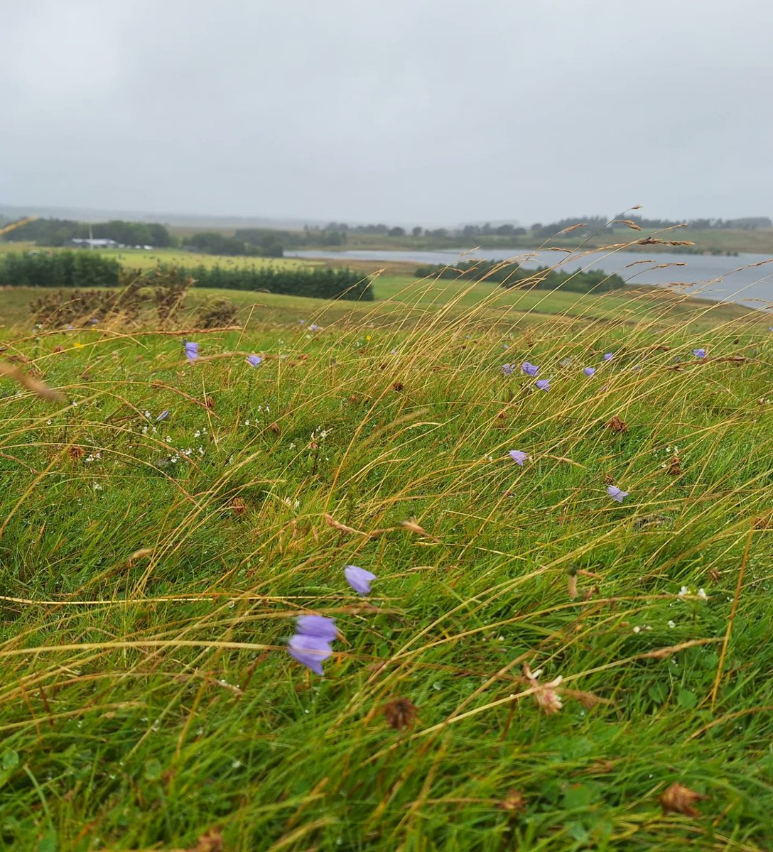 Water of Leith Conservation Trust tweet media
